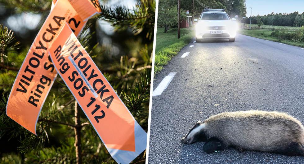 Högsäsong för vilt: Nu sker fem viltolyckor – i timmen