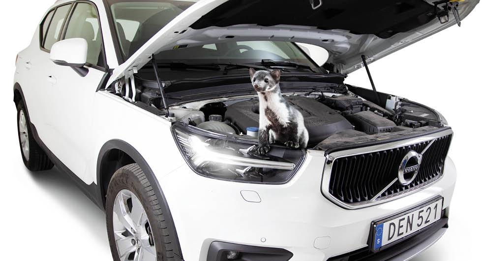 Stenmården är bilägarnas nya plåga: ”Tar sig in under motorhuven”